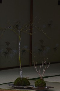 こけだま